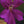 Pinguicula laueana x emarginata