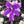 Pinguicula emarginata x 'Huahuapan'