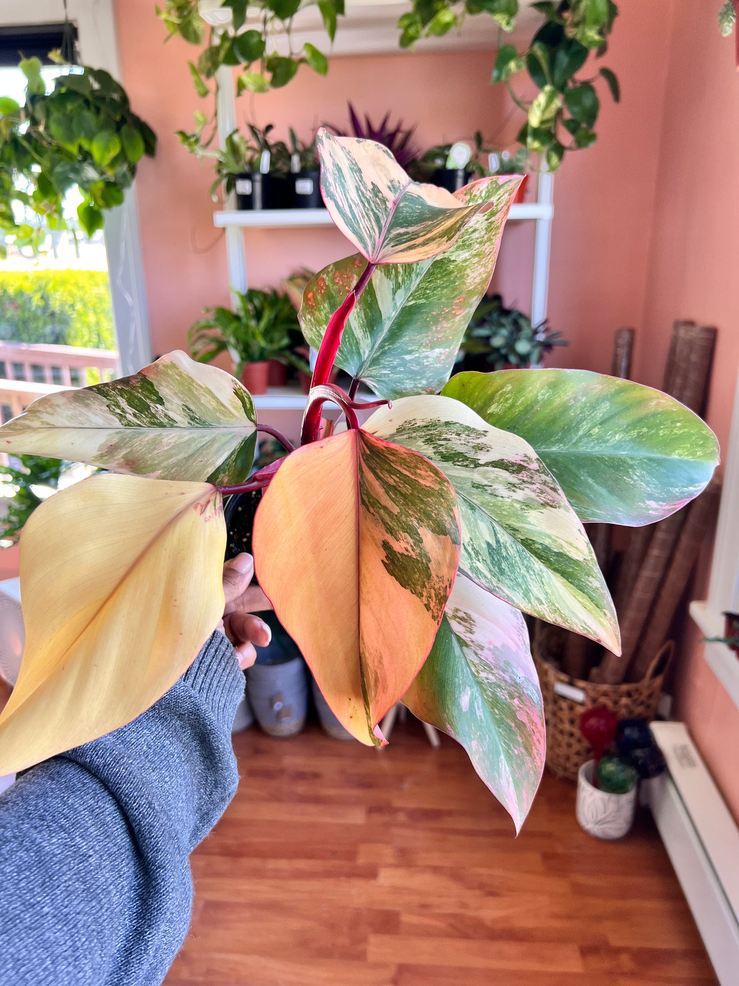 Philodendron “Strawberry Shake”