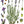 Lavender - English