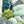 Lil' Pop Succulent®  - Olive Green