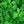 Parsley - Dark Green Italian Flat Leaf