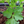 Parsley - Dark Green Italian Flat Leaf