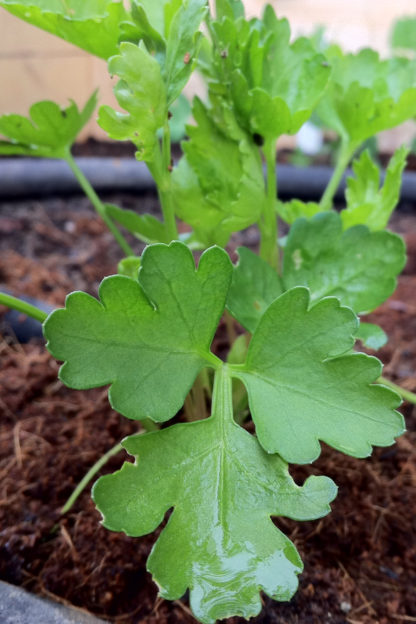 Parsley - Dark Green Italian Flat Leaf