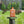 Plant Food - Arber