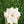Poinsettia Pillow - Marshmallow White