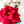 Poinsettia Pillow - Marshmallow White