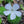 Pinguicula conzattii