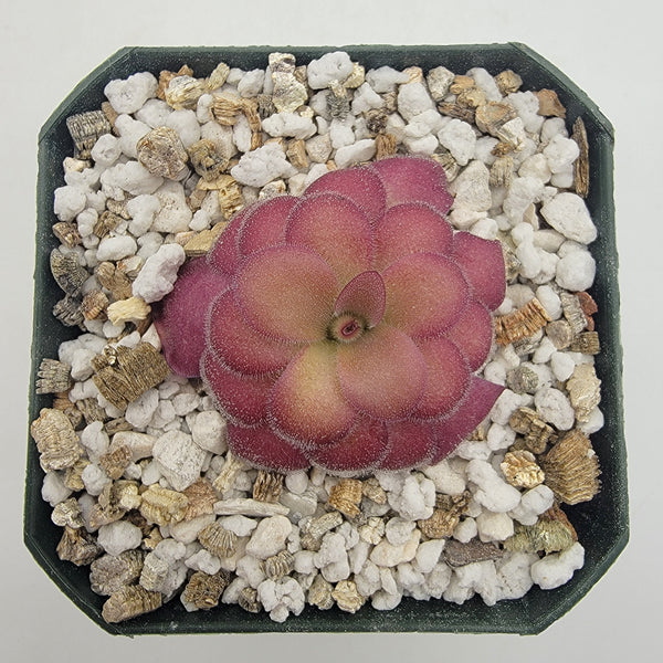 Pinguicula agnata 'El Lobo' x 'Huahuapan' (Red clone)