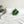 Tufted Calathea Medallion Leaf Pillow