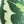Tufted Calathea Medallion Leaf Pillow