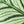 Tufted Calathea Orbifolia Leaf Pillow